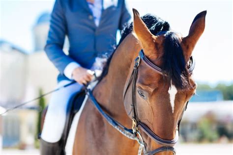 Bot Flies in Horses: Symptoms & Prevention | Ocala Vets