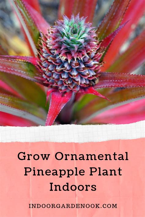 Pineapple Plant Care - Growing Pineapples Indoors | | Pineapple planting, Pineapple plant care ...