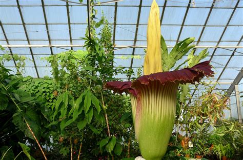 FAQs on Amorphophallus titanum | Royal Botanic Garden Edinburgh