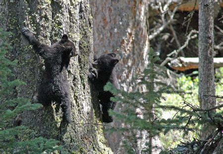 Bruce Gourley Photography: Yellowstone National Park (Twin Black Bear Cubs)