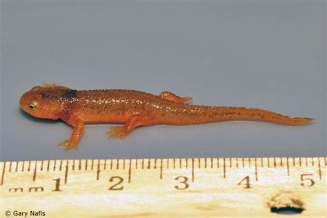 California Newt - Taricha torosa Page 2: Breeding, Eggs, & Larvae