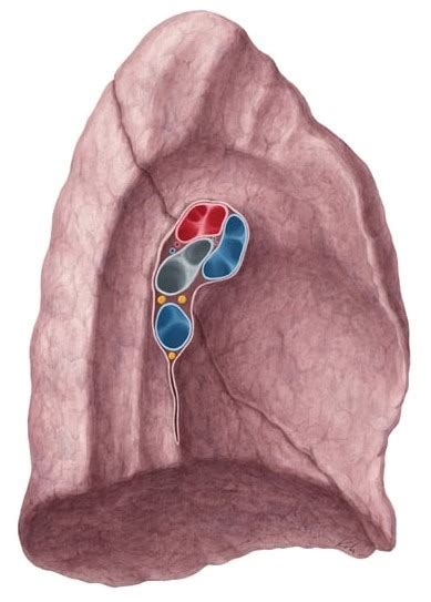 left lung root Diagram | Quizlet