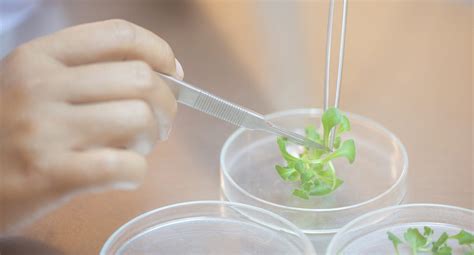 Cloning 101: Plant Tissue Culture | by Hiral M. Chavre | Medium