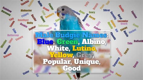 Male Budgie Names: Blue, Green, Albino, Lutino, Yellow, White, Grey ...