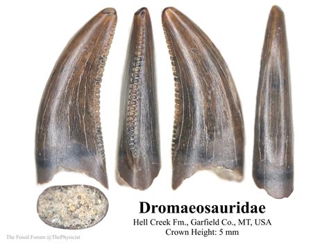 Dromaeosaurid - Members Gallery - The Fossil Forum