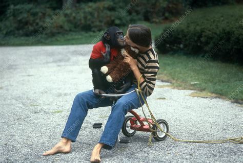 Nim Chimpsky and student trainer - Stock Image - C036/3014 - Science Photo Library