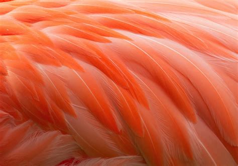 Download Orange (Color) Flamingo Bird Photography Feather 4k Ultra HD Wallpaper