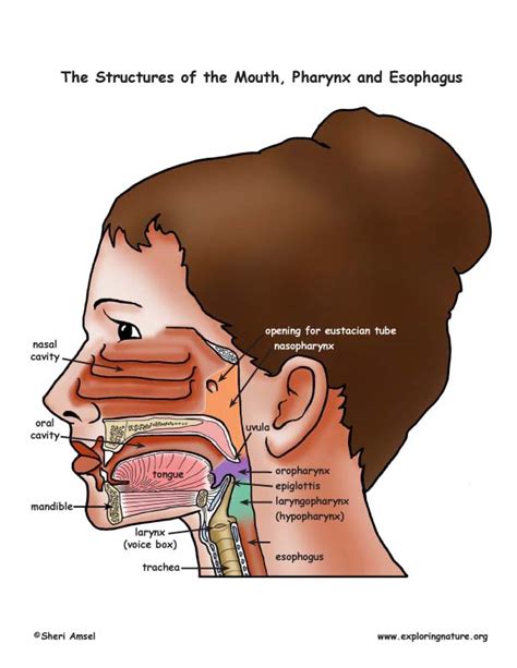 The Mouth, Pharynx and Esophagus