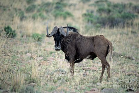 Black Wildebeest Photograph by Peter Chadwick/science Photo Library