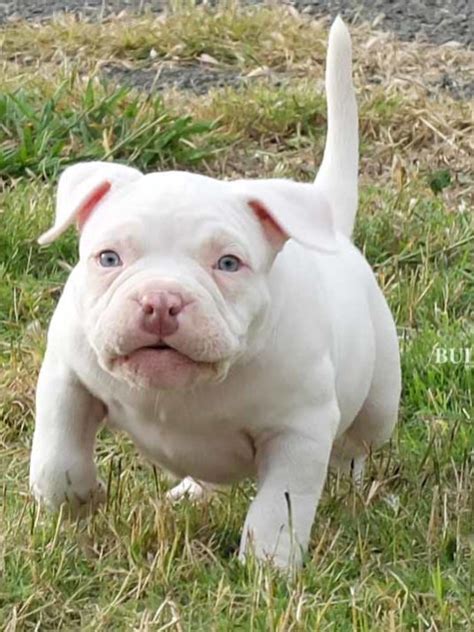 Puppy Platinum White - Miniature, Pocket and Exotic Bully Puppy and Dog ...