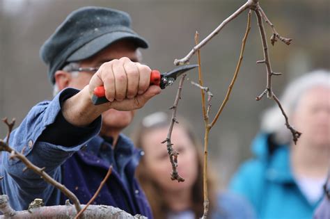 It’s Pruning Season in 2021 | Spring blooming trees, Growing fruit trees, Pruning fruit trees