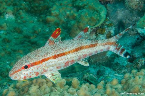 Upeneus tragula - Bartail/freckled goatfish | Reef Life Survey