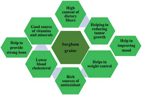 Different health benefits of sorghum grains | Download Scientific Diagram