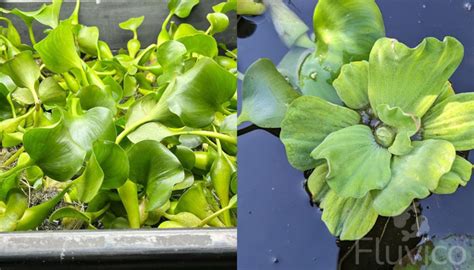 Water Hyacinth Care 101: From Planting to Blooming | Fluvico