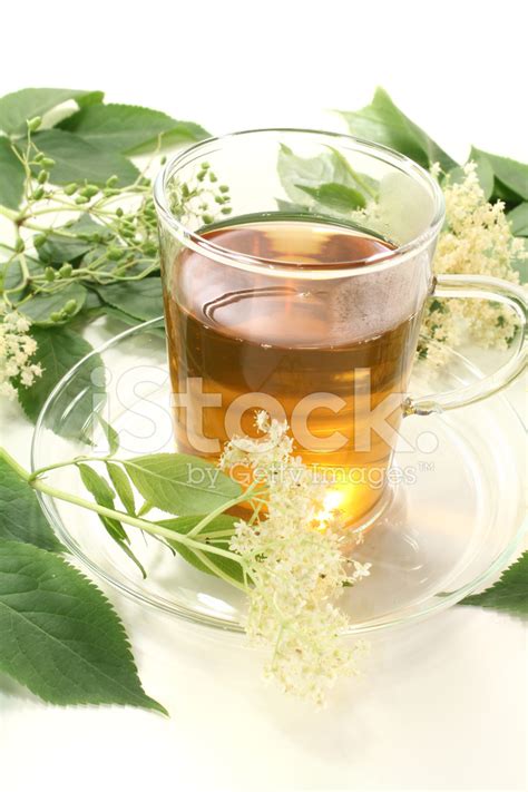 Elderflower Tea Stock Photo | Royalty-Free | FreeImages