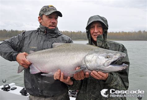 Chinook Salmon | Cascade Fishing Adventures