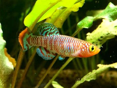 Bluefin Notho Killifish Care (Nothobranchius rachovii Beira 98 ...