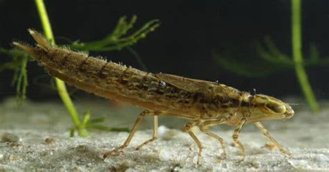 Dragonfly Larvae - Learn About Nature