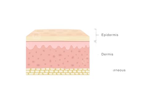 Human Skin Layers Schematic Human Vector Vector, Schematic, Human ...