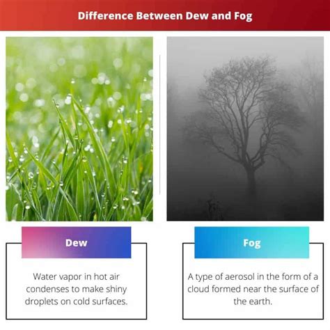 Dew vs Fog: Difference and Comparison