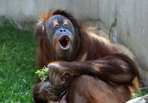 15 Animals And Their Human-Like Expressions Will Make You Laugh!