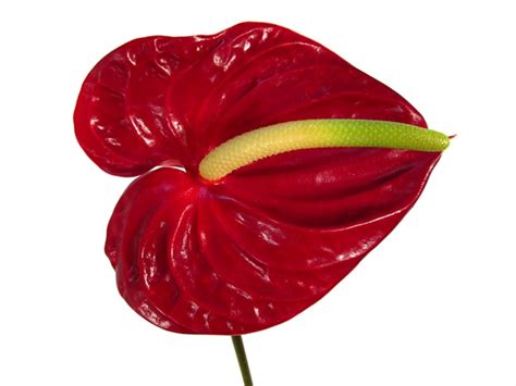 Anthurium Burgundy Red - Anthurium - Exotic Blooms and Foliages - Flowers by category | Sierra ...