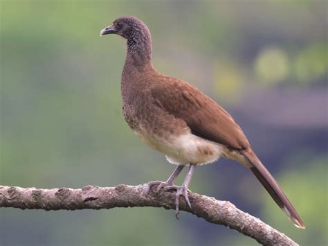 Chachalaca Vientre Blanco - eBird