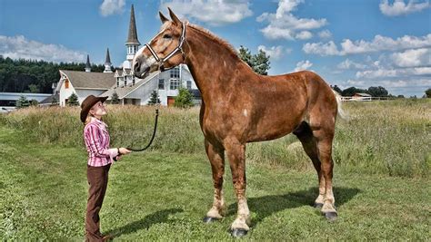 On this day in 2010: Big Jake, the world’s tallest horse, is measured ...