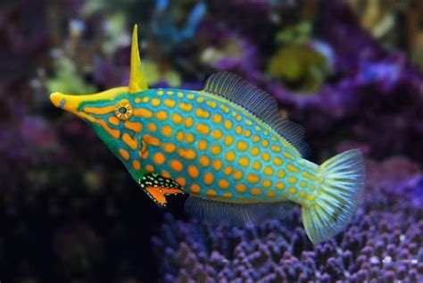 12 of the Most Beautiful Fish in the Philippines - Owlcation