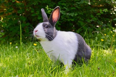 The 215 Best Cute & Cool Rabbit Name Ideas In 2023 - We're All About Pets