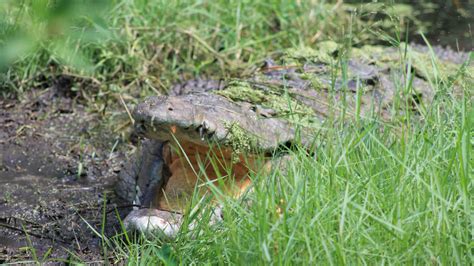 Central Florida Zoo & Botanical Gardens American Crocodile (3) – Central Florida Zoo & Botanical ...