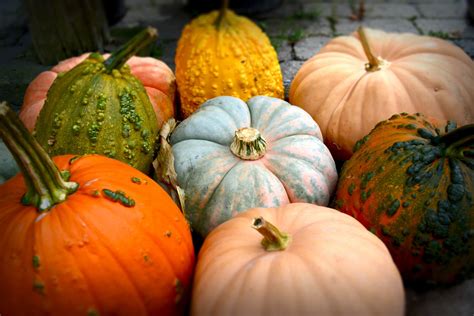 When to Harvest Pumpkins | Kellogg Garden Organics™