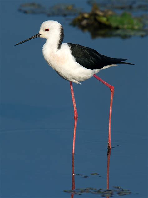 Black-winged Stilt Photos - Shanghai Birding 上海观鸟