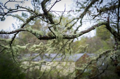 Usnea Tincture – Pixie's Pocket