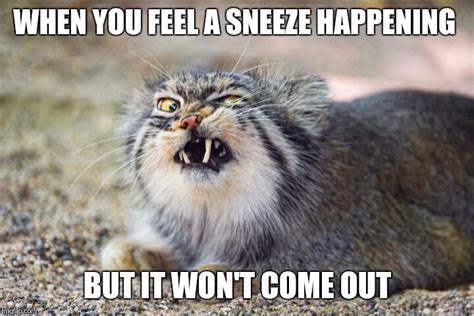 Image tagged in sneeze,cat,funny,funny memes,funny cats - Imgflip