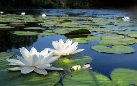 koi fish pond lotus flower - Google Search | Lotus flower pictures ...