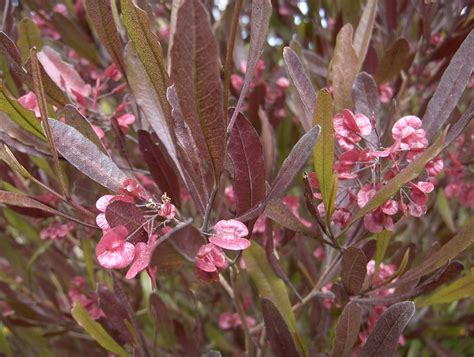 Dodonaea viscosa 'Purpurea' - T-Y Nursery