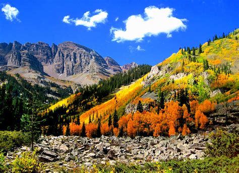 Aspen Fall Colors Photograph by Bob Augsburg