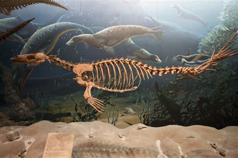 Seal Skeleton | ClipPix ETC: Educational Photos for Students and Teachers