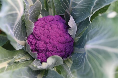 Purple Moon - (F1) Cauliflower Seed - SeedsDay