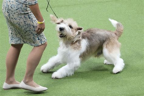 Petit basset griffon Vendéen wins Westminster dog show | Chattanooga Times Free Press