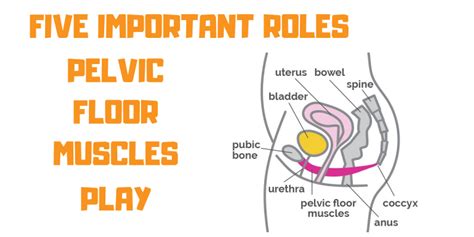 Pelvic Floor Muscles' Five Important Roles - Propel Physiotherapy