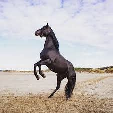 raven free rein - Google Search | Horses, Horse lover, Thoroughbred horse