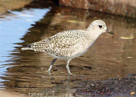 Black-bellied Plover - Various Bird Species