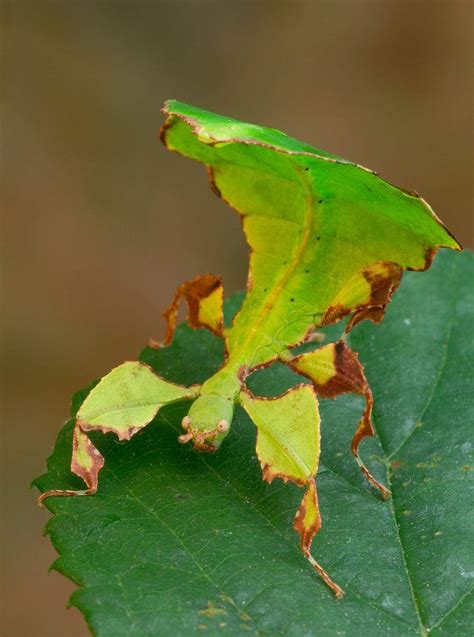 Une feuille qui marche ! / A leaf which is walking ! / Leaf bug. / Scarabée-feuille. | Cool ...