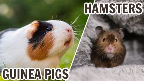 Guinea Pigs VS Hamsters - YouTube