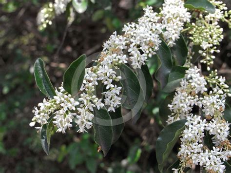 Ligustrum sinense | Small Leaf Privet, Chinese Privet, Hedge Privet ...