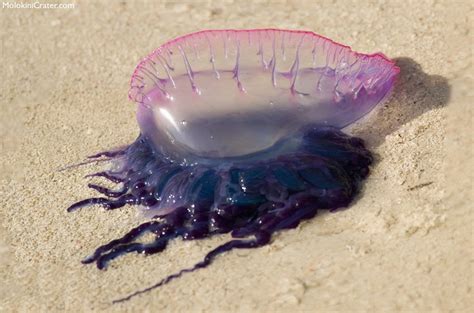 Jellyfish in Hawaii - Box Jellyfish, Portuguese Man O'War, Sea Lice