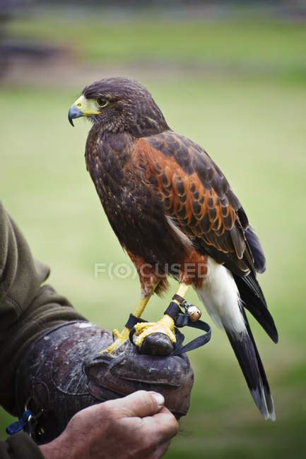 Falconry display with harris hawk — vibrant, diurinal - Stock Photo | #147858755