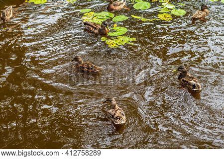 Ducks On Pond Park. Image & Photo (Free Trial) | Bigstock